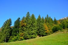 Kozol 1119m, lúka