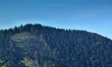 Žiar 1029m, rúbanisko