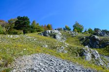 Kozol, terasové bralá