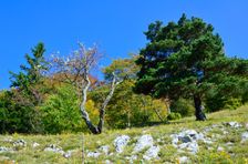 Borovica