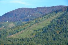 Kozol 1119m, rúbanisko