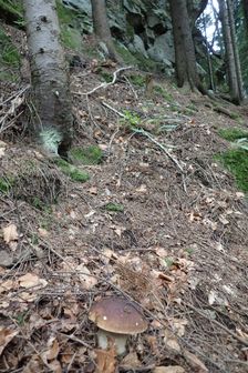 Klokočovské skálie