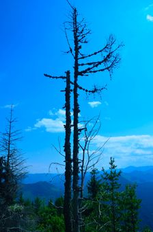 Hradište 1326m, vrcholový suchár