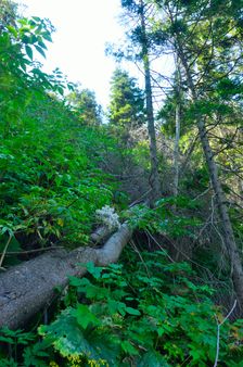 Začínajú vyvrátené stromy