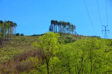 Bukovec, rúbanisko