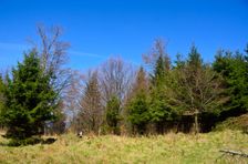 Jastrabná, rúbanisko