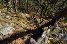 Zostup