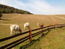 Biofarma Charolais