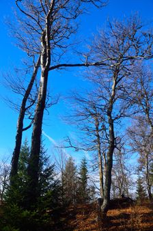 Mošovská, vrcholček