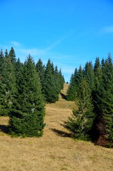 Smrekovica, horská lúka