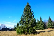Smrekovica, horská lúka