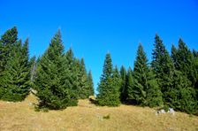 Smrekovica, horská lúka