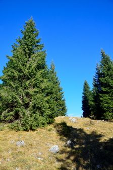 Smrekovica, horská lúka
