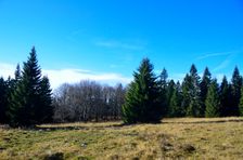 Smrekovica, horská lúka