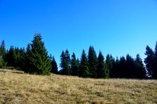 Smrekovica, horská lúka