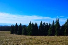 Smrekovica, horská lúka