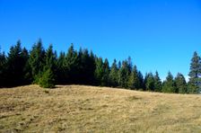 Smrekovica, horská lúka