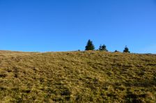 Smrekovica, horská lúka