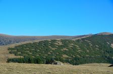 Krížna 1574m, zarastajúca šachovnica